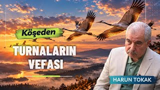 YENİ | Turnaların Vefası | HARUN TOKAK