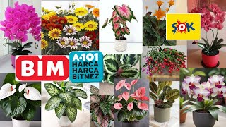 BİM ✅A101✅ŞOK📢HANGİ ÇİÇEKLER SATIŞTA 🪴Sukulentlerim 