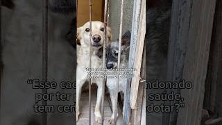 História emocionante do Elvis Presley, meu cachorro e sobrinho de vocês!
