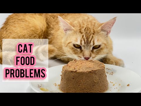 Persian Cat food | Homemade Cat food | Cat food Problems  | Best Cat food For Persian Cat | Maybel
