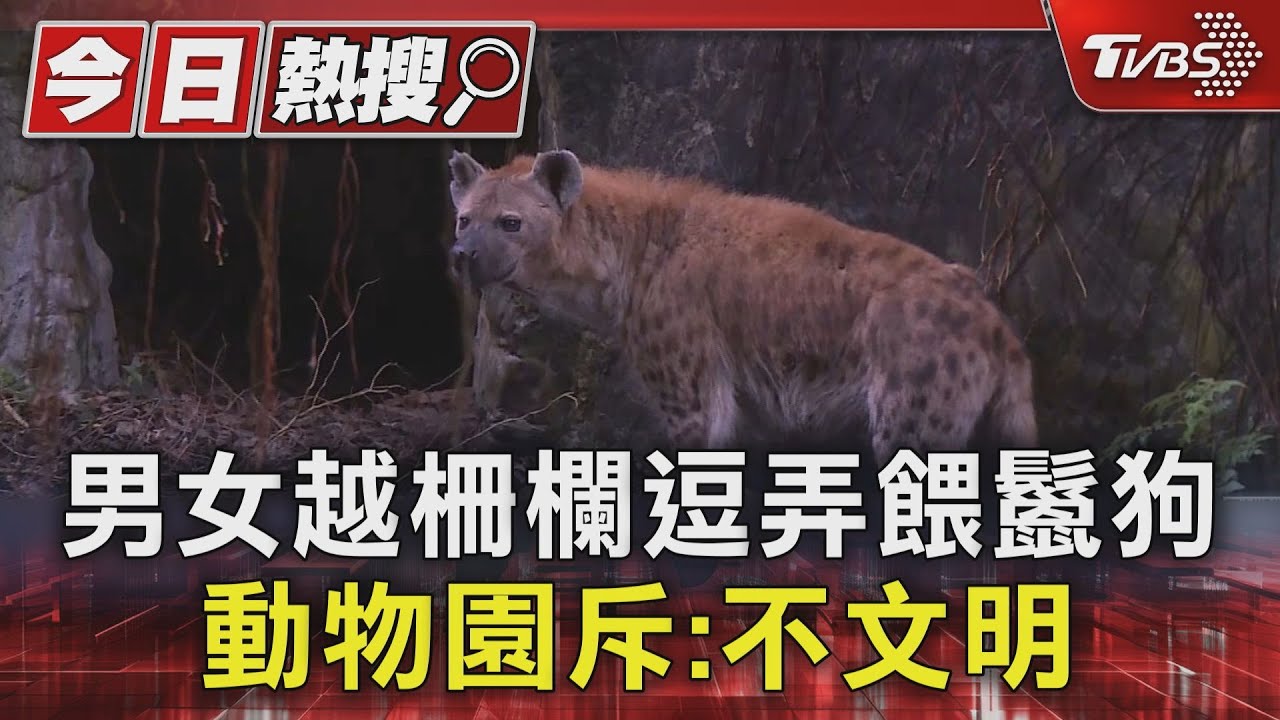 男女越柵欄逗弄餵鬣狗 動物園斥:不文明