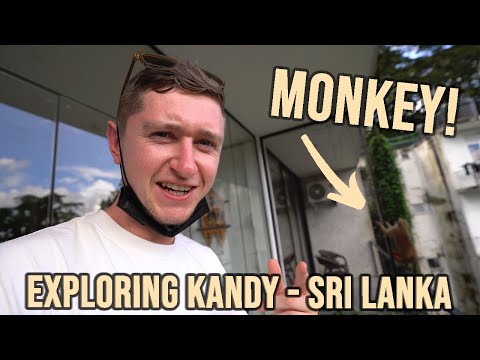 Staying at Monkey Hotel in KANDY - SRI LANKA 🇱🇰
