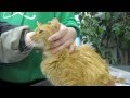 Amber the Super Loving Purr Machine - Adopted!