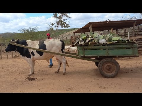 VEJA COMO É A ROTINA DO CRIADOR JUNIOR EM BOQUEIRÃO CARIRI PARAIBANO 