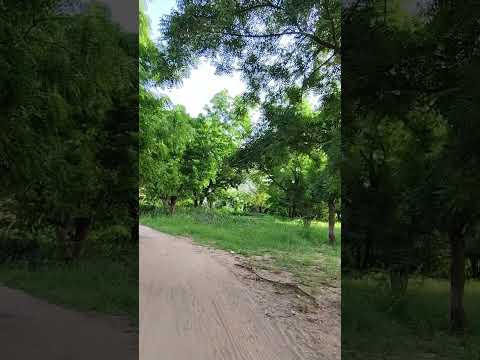 I love Nature♥️|Pranati Odia Shorts Video💐 #morning #shortvideo #odia #pranatiexpress #youtubeshorts