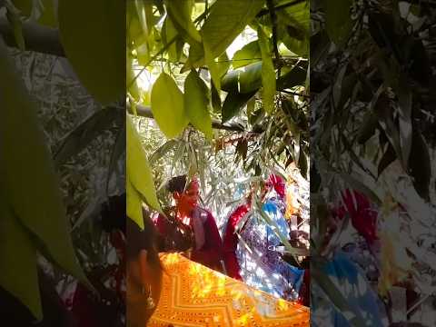 Samdin ko mare miskol #short video #