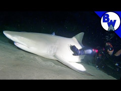 DON'T WAKE the SHARK!