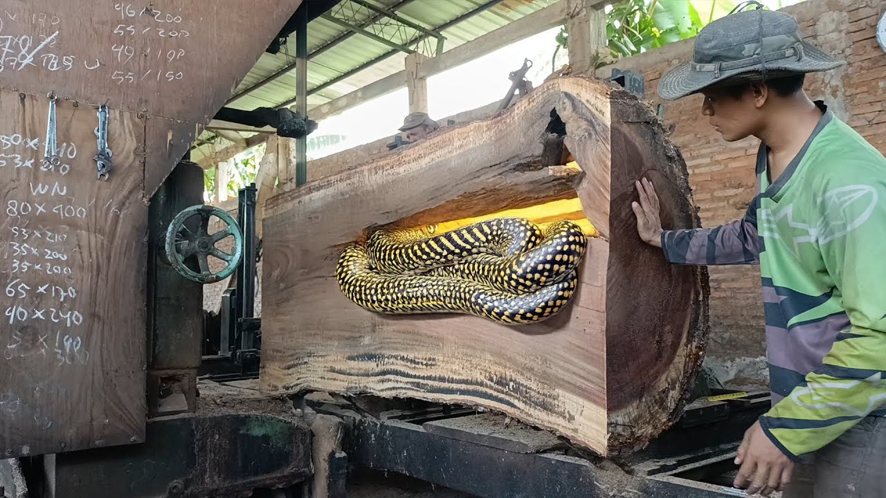 High Tech Sawmilling of Trembesi Logs in London ‼ Industrial Power Meets Precision Craftsmanship