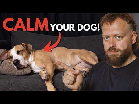 Top Tips to Calm Your Dog Fast