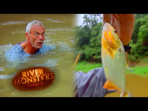 ปลาปิรันย่า