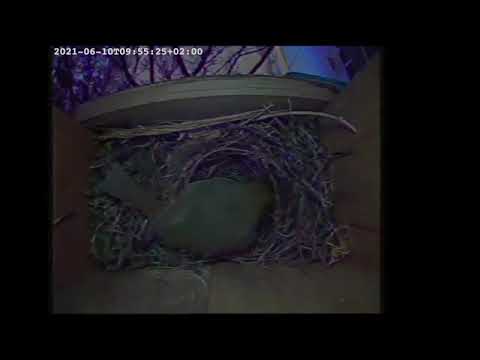 Robin in the Nest Box   11 06 21