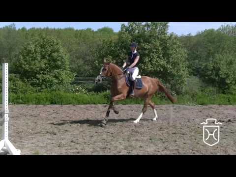 Holsteiner Stute Feengold von Chin Champ - Ariadus - Leandro