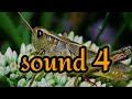 | Cricket, Grasshopper And Night Insects Sounds Effect Free Download |