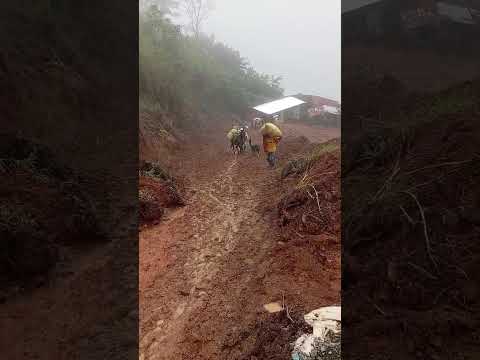 Campesinos de la vereda la florida, guayabal, pena  del municipio de Ituango #Antioquia  ☕