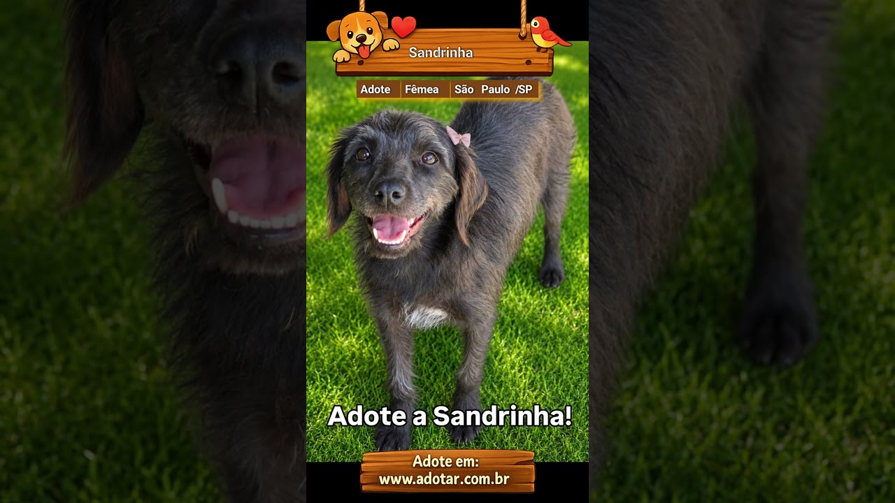 Cachorro raça SRD-ViraLata idade 2 anos nome Sandrinha 
