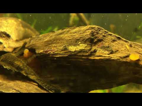 Momentaufnahme 16 (Antennenwels Brutpflege)