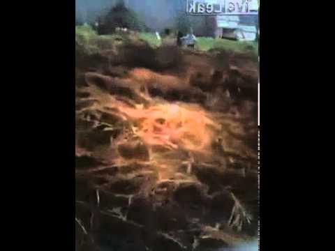 Young buck attempts to mate with young blonde teen