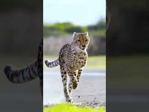 mr #mrbeast #leopard #gaming #nature #cheetah