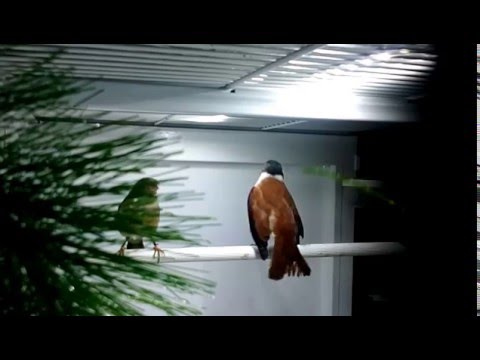 Kanárik alario (Serinus alario) — video o speve a chove