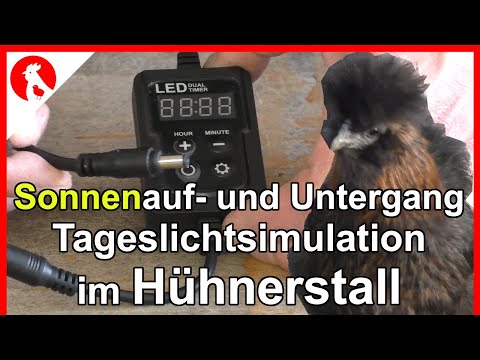 136 Sunrises and Sunsets in the Chicken Coop - DIY Daylight Control Chickenlight