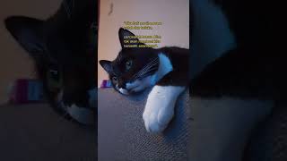 Download lagu story wa kucing sedih|story wa sedih #shorts #storywa mp3 Download lagu story wa kucing sedih|story wa sedih #shorts #storywa mp3