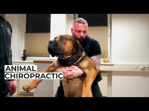 Ein Boerboel mit Impfschaden?! | Bones Hands Animals | Animal Chiropractic