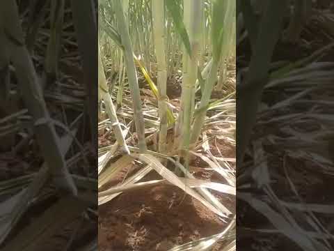 Kad Soil Multiplier Organic Fertilizer