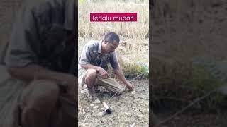 Download lagu mikat burung ciblek sawah super gacor mp3