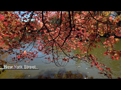NYC Fall Foliage in Central Park Autumn Walk October 4 2025