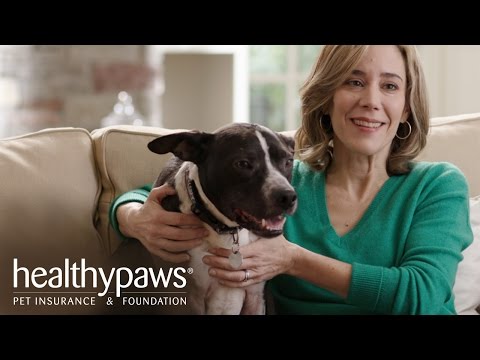 Healthy paws video/presentation/materials
