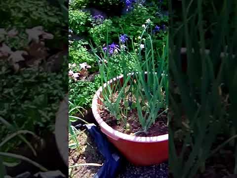 Horváth kert a Mecsekben | tavaszi kert 2018 május | Horváth Jánosné Katy