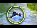 Zoo Workers Refuse To Help Drowning Chimp So Man Visiting Jumps In To Save Him