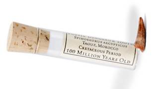 Buy REAL Dino Teeth! ... and more! LÜT #20