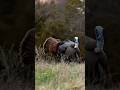 Doubling Up Turkey Hunting Full Video Live Shorts Hunting