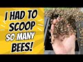 Ich Musste So Viele Bienen Schöpfen