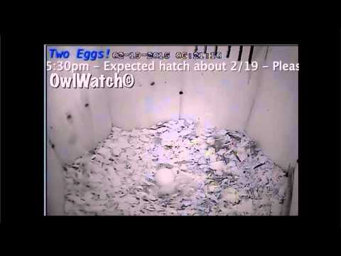 Mr & Mrs Barred Owl - Look first born! - 19Feb2015 06:18AM