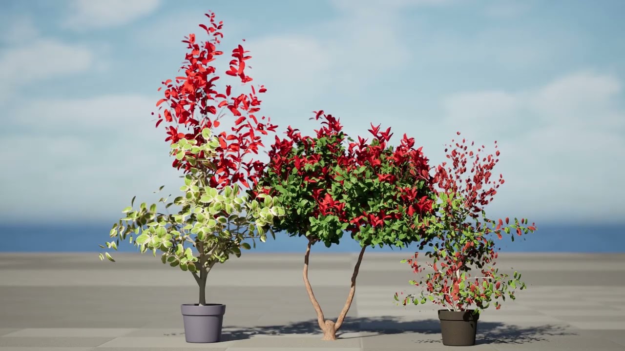 Photinia Plant in Pot 3D Model