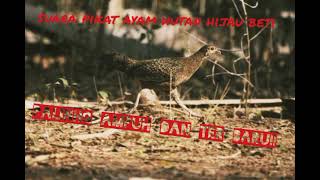 Download lagu pikat ayam hutan hijau paling ampuhh!!!!!! mp3