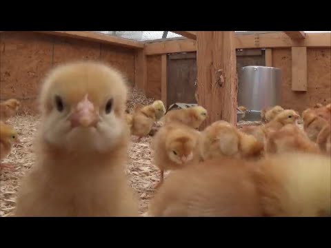 The Baby Chickens Are Here