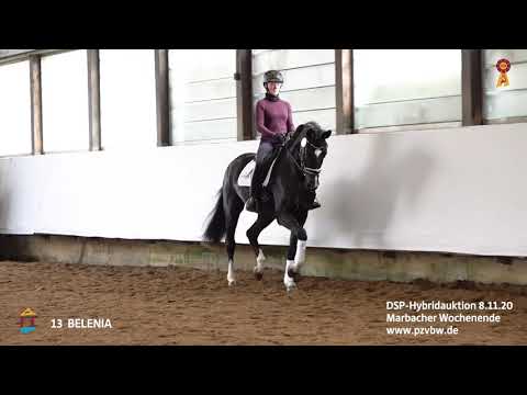 Trainingsimpressionen KN 13 BELENIA  3-j. Stute v. Bon Coeur-Quaterback   *Marbacher Wochenende 2020