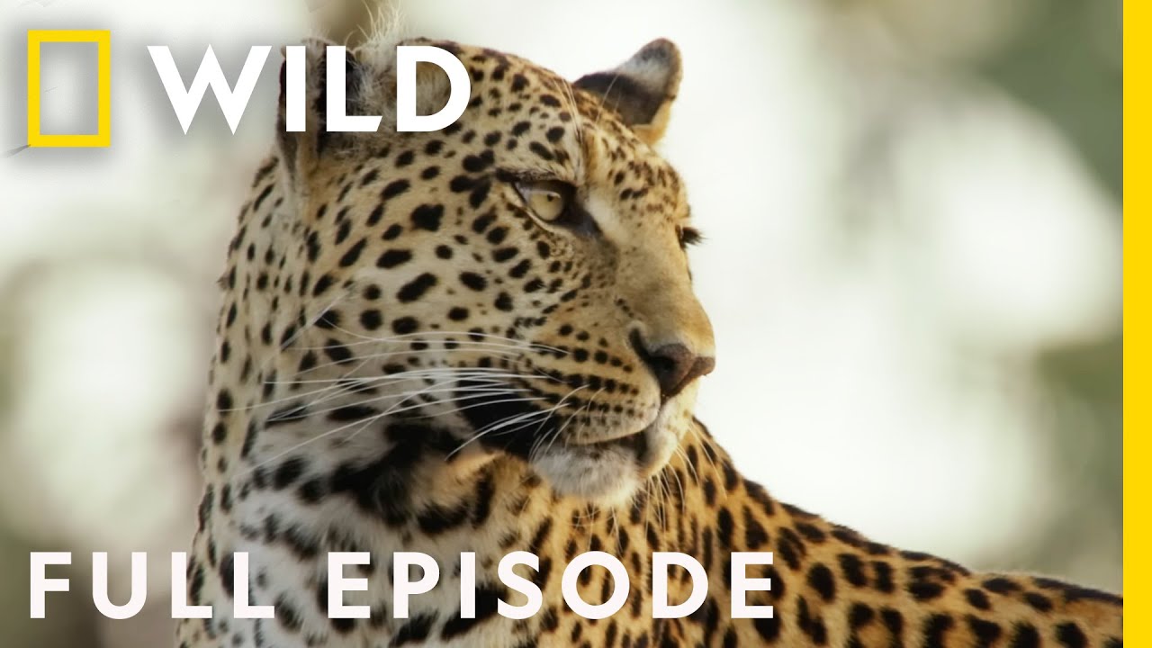 Dawn of Darkness (Full Episode) | Savage Kingdom