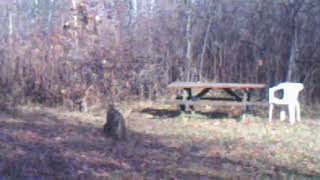 Bobcat again again