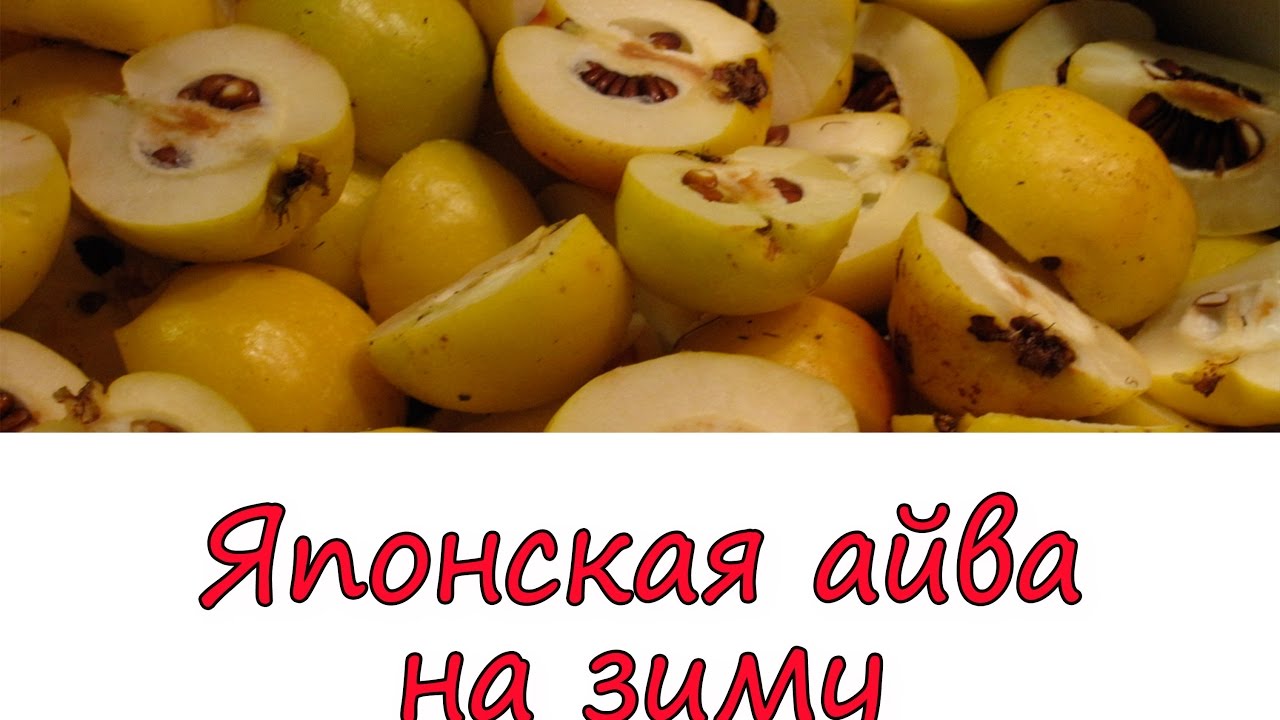 Рецепты айвы японской на зиму золотые заготовки. Айва японская витамины. Айва японская на зиму. Айва съедобная. Айва презентация.