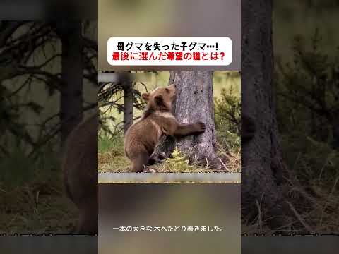 母グマを失った子グマ…！ 最後に選んだ希望の道とは？ #子グマ #ヒグマ #野生動物 #感動 #自然