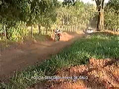 25-04-11 - Polícia Militar estoura rinha de galo em Senador Canedo - Sgt Carlos.flv