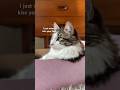 My Longhaired Tabby Tuxie Is So Cute Cat Love
