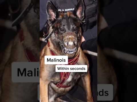 The most DANGEROUS dog breeds! #goldenretriever #scary #cute