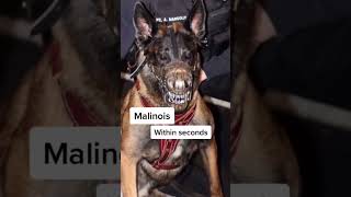 The most DANGEROUS dog breeds! #goldenretriever #scary #cute