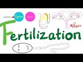Fertilization The Reproductive System Embryogenesis Embryology Biology