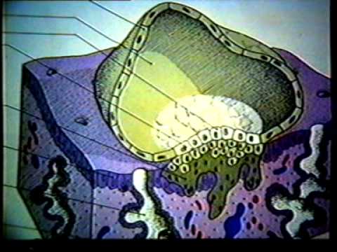 Dr Eduardo Kremenchutzky - Embriología humana